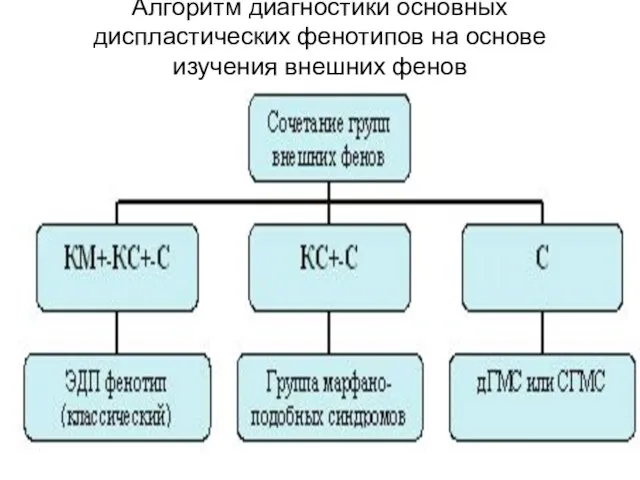 Алгоритм диагностики основных диспластических фенотипов на основе изучения внешних фенов