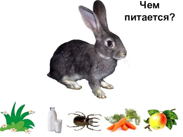 Чем питается?