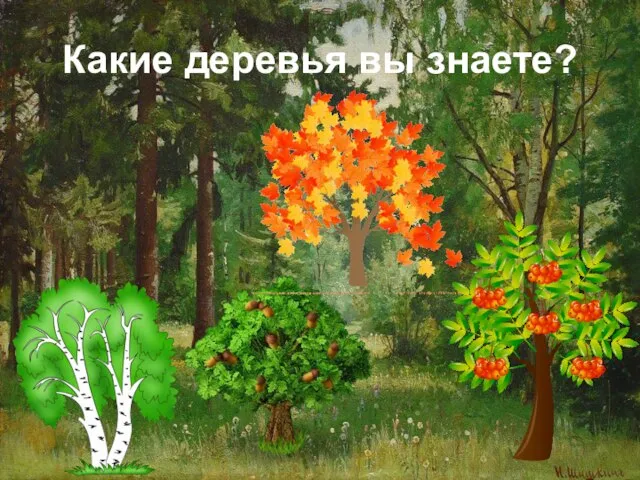 Какие деревья вы знаете?