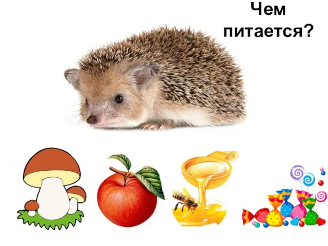 Чем питается?