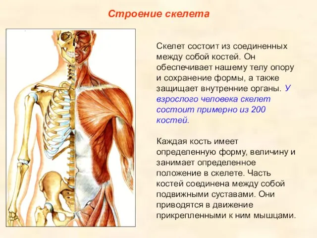 Строение скелета Скелет состоит из соединенных между собой костей. Он обеспечивает