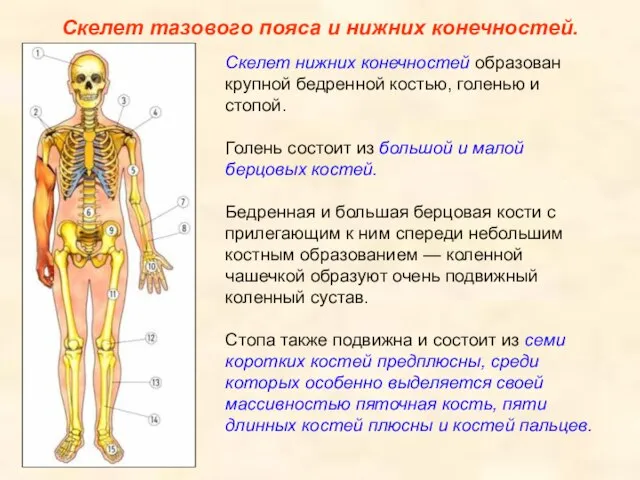 Скелет тазового пояса и нижних конечностей. Скелет нижних конечностей образован крупной