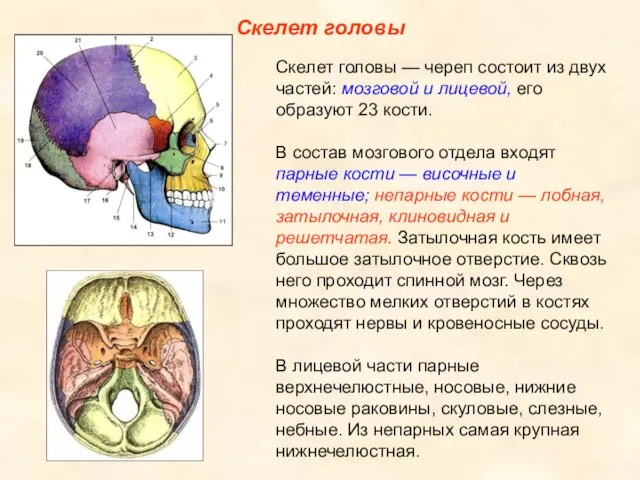 Скелет головы Скелет головы — череп состоит из двух частей: мозговой
