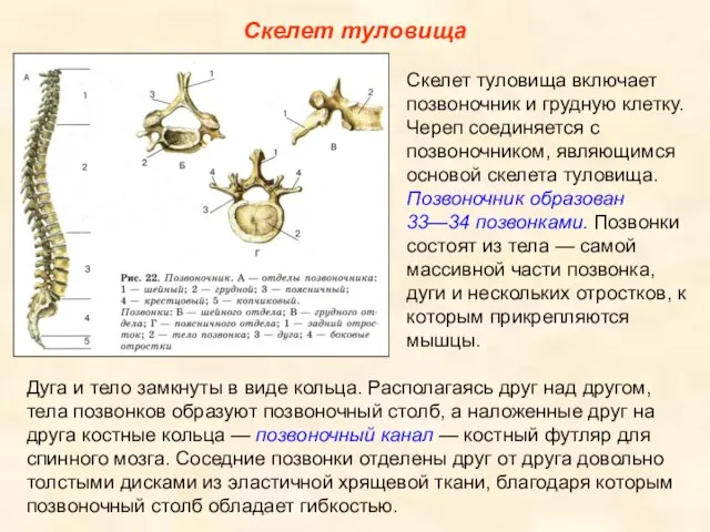 Скелет туловища Скелет туловища включает позвоночник и грудную клетку. Череп соединяется