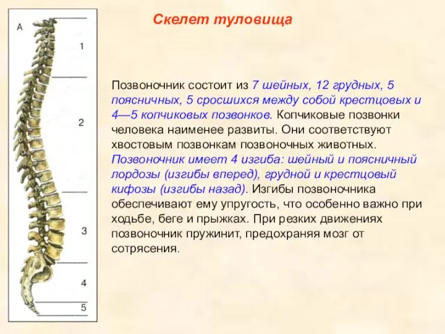 Скелет туловища Позвоночник состоит из 7 шейных, 12 грудных, 5 поясничных,