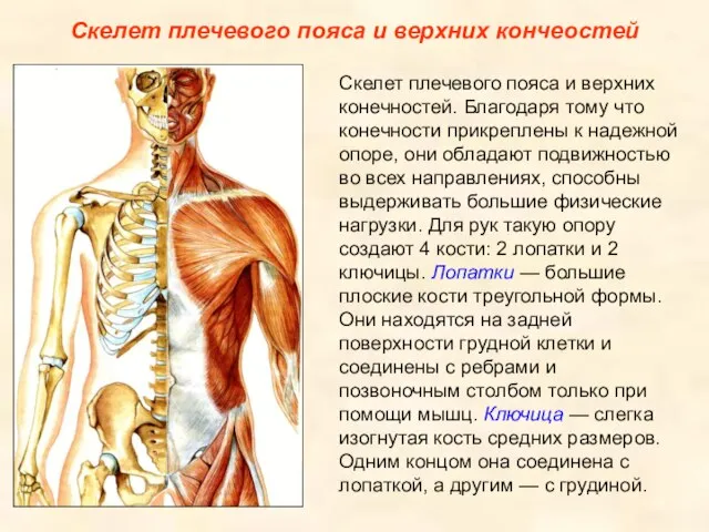 Скелет плечевого пояса и верхних кончеостей Скелет плечевого пояса и верхних