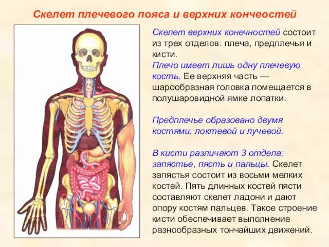 Скелет верхних конечностей состоит из трех отделов: плеча, предплечья и кисти.