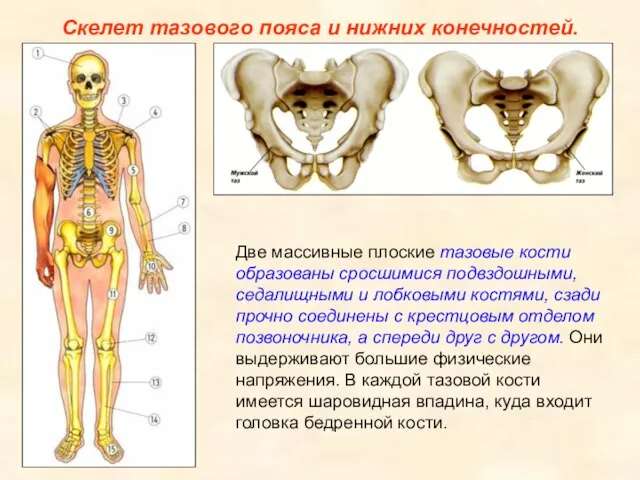 Скелет тазового пояса и нижних конечностей. Две массивные плоские тазовые кости