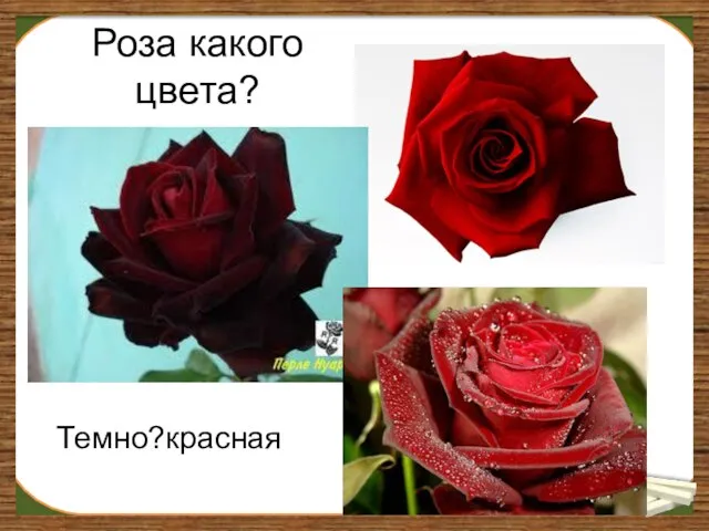 Роза какого цвета? Темно?красная