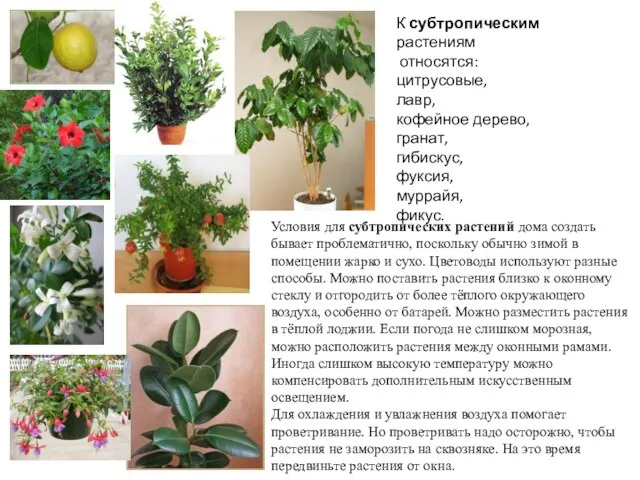 К субтропическим растениям относятся: цитрусовые, лавр, кофейное дерево, гранат, гибискус, фуксия,