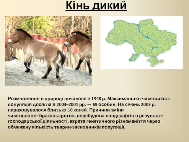 Кінь дикий Розмноження в природі почалося в 1998 р. Максимальної чисельності