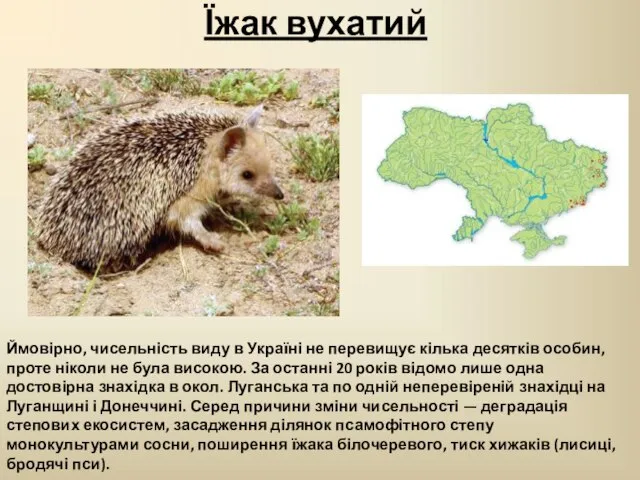 Їжак вухатий Ймовірно, чисельність виду в Україні не перевищує кілька десятків