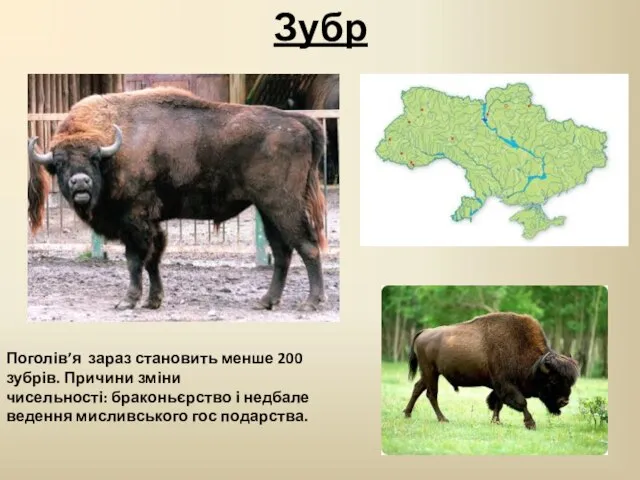 Зубр Поголів’я зараз становить менше 200 зубрів. Причини зміни чисельності: браконьєрство