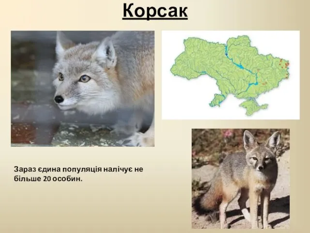 Корсак Зараз єдина популяція налічує не більше 20 особин.