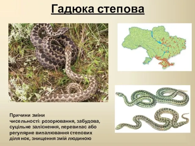 Гадюка степова Причини зміни чисельності: розорювання, забудова, суцільне заліснення, перевипас або