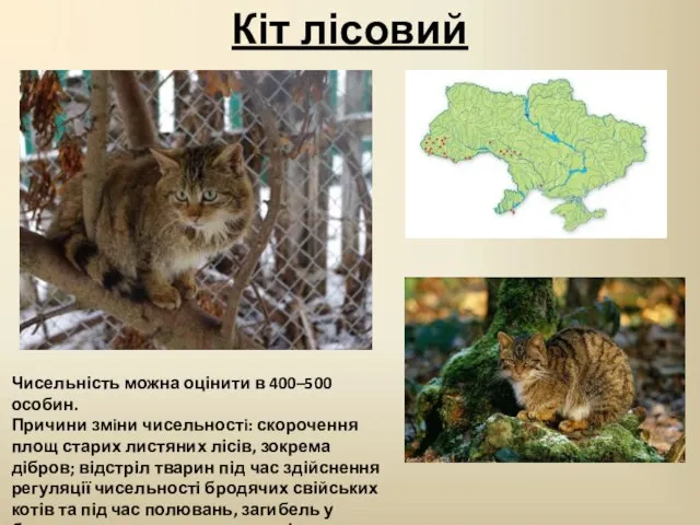 Кіт лісовий Чисельність можна оцінити в 400–500 особин. Причини змiни чисельностi: