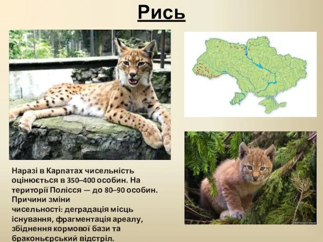 Рись Наразі в Карпатах чисельність оцінюється в 350–400 особин. На території