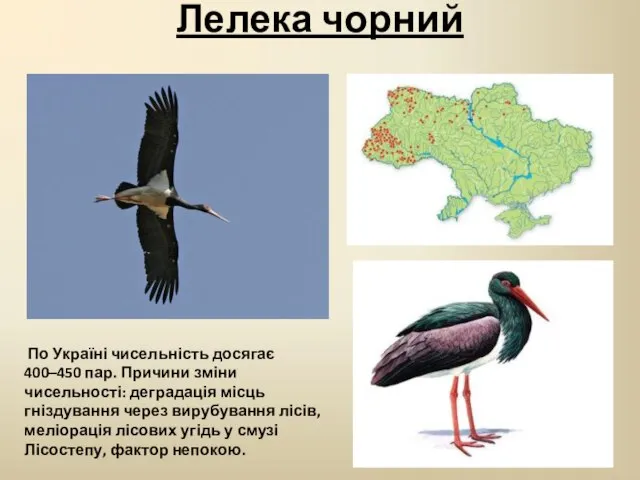 Лелека чорний По Україні чисельність досягає 400–450 пар. Причини зміни чисельності: