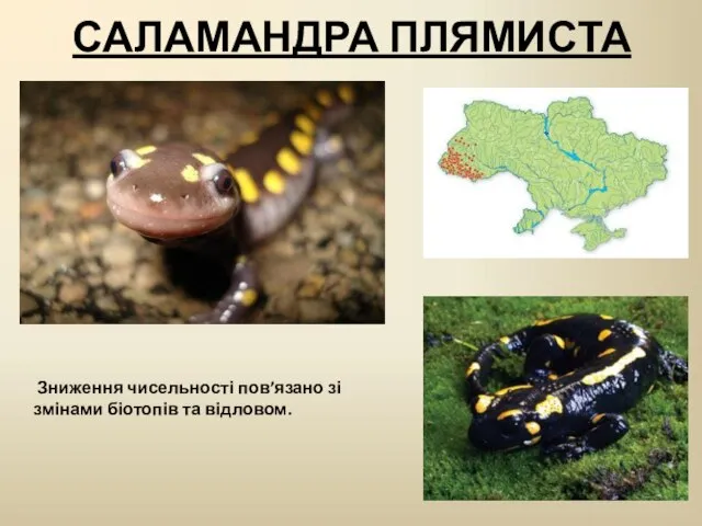 САЛАМАНДРА ПЛЯМИСТА Зниження чисельності пов’язано зі змінами біотопів та відловом.