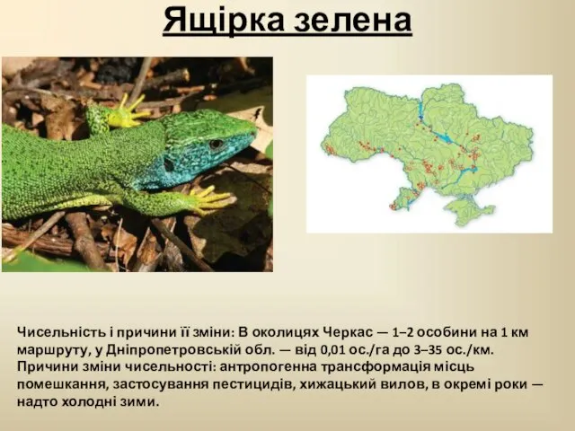 Ящірка зелена Чисельність і причини її зміни: В околицях Черкас —