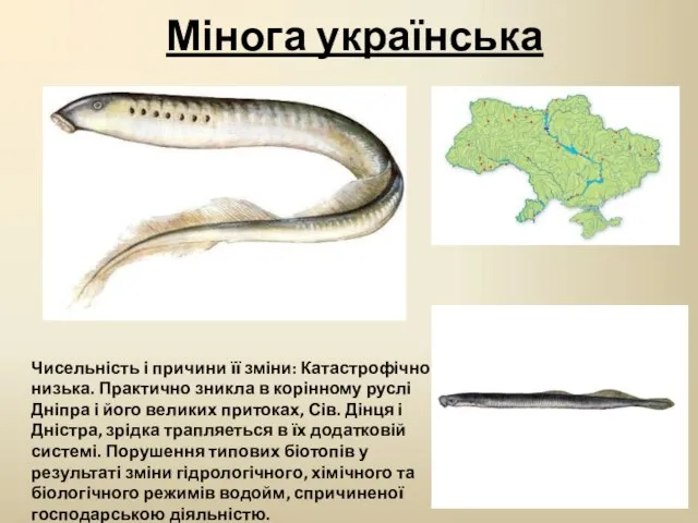 Мінога українська Чисельність і причини її зміни: Катастрофічно низька. Практично зникла