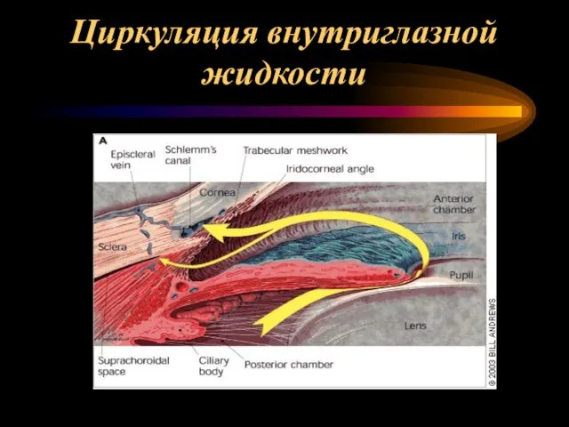 Циркуляция внутриглазной жидкости