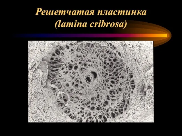 Решетчатая пластинка (lamina cribrosa)