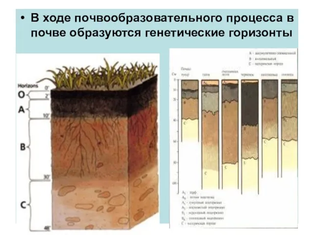 В ходе почвообразовательного процесса в почве образуются генетические горизонты