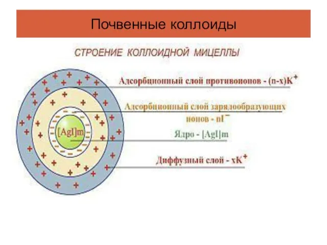 Почвенные коллоиды