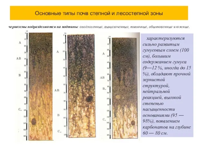 Основные типы почв степной и лесостепной зоны черноземы подразделяются на подтипы: