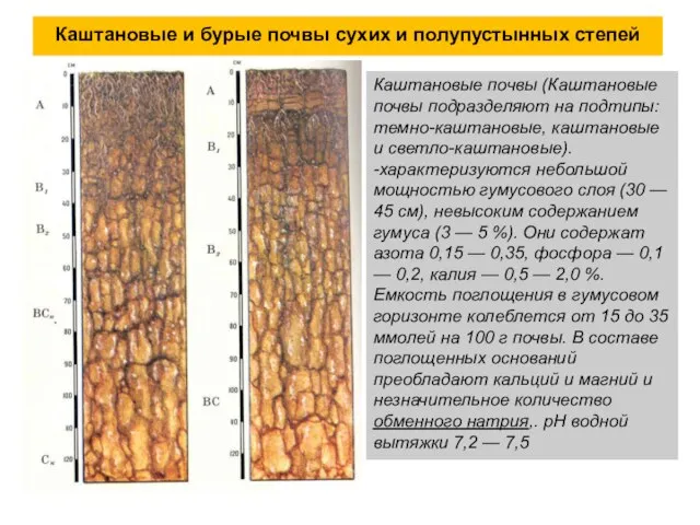 Каштановые и бурые почвы сухих и полупустынных степей Каштановые почвы (Каштановые