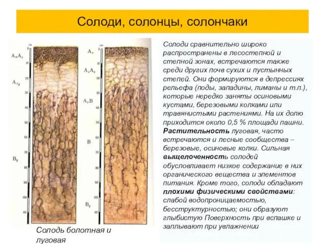 Солоди, солонцы, солончаки Солодь болотная и луговая Солоди сравнительно широко распространены