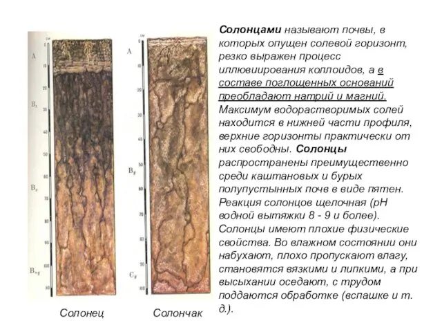 Солонец Солончак Солонцами называют почвы, в которых опущен солевой горизонт, резко