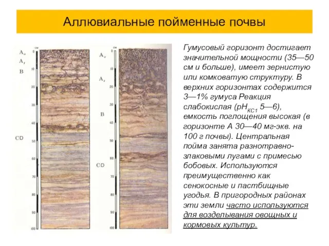 Аллювиальные пойменные почвы Гумусовый горизонт достигает значительной мощности (35—50 см и