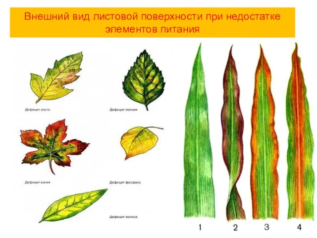 Внешний вид листовой поверхности при недостатке элементов питания