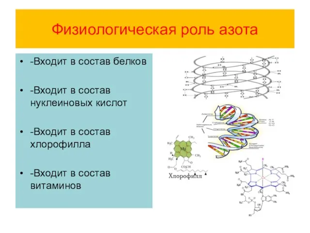 Физиологическая роль азота -Входит в состав белков -Входит в состав нуклеиновых