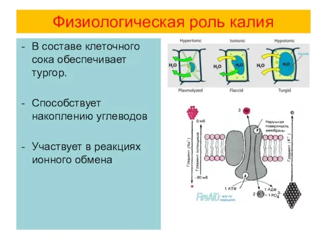 Физиологическая роль калия В составе клеточного сока обеспечивает тургор. Способствует накоплению