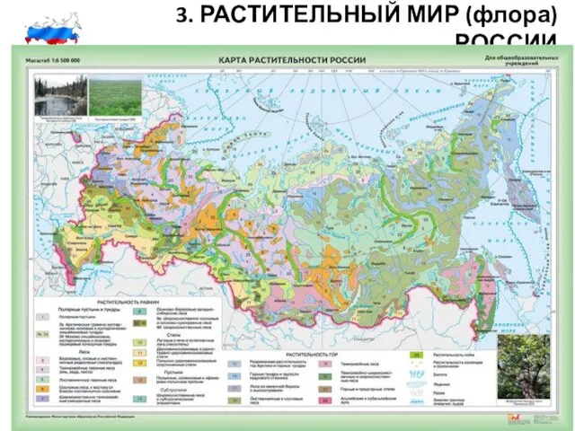 3. РАСТИТЕЛЬНЫЙ МИР (флора) РОССИИ