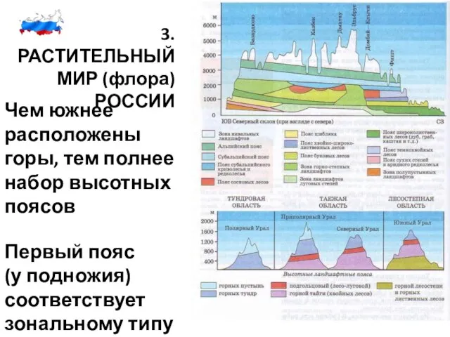 3. РАСТИТЕЛЬНЫЙ МИР (флора) РОССИИ Чем южнее расположены горы, тем полнее