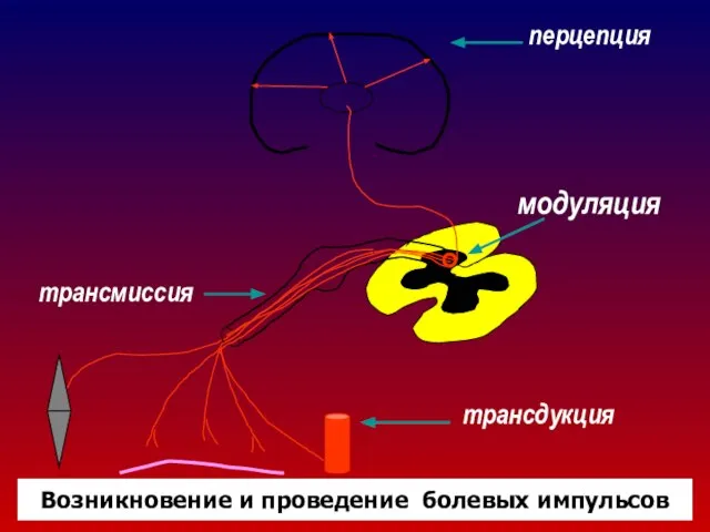 трансдукция трансмиссия модуляция перцепция Возникновение и проведение болевых импульсов