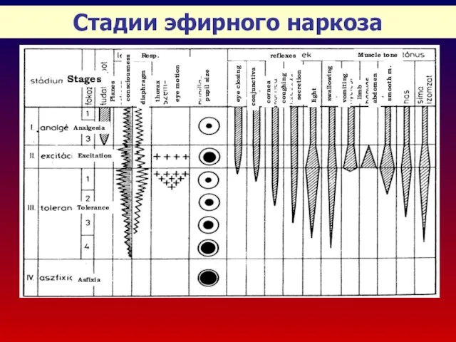 Стадии эфирного наркоза Stages Muscle tone thorax diaphragm Resp. Planes consciousness