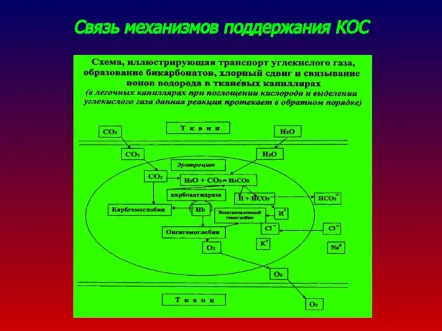 Связь механизмов поддержания КОС