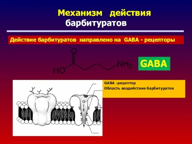 Механизм действия барбитуратов GABA -рецептор Область воздействия барбитуратов Действие барбитуратов направлено на GABA - рецепторы GABA