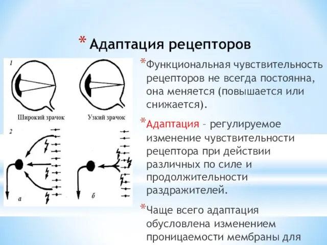 Адаптация рецепторов Функциональная чувствительность рецепторов не всегда постоянна, она меняется (повышается