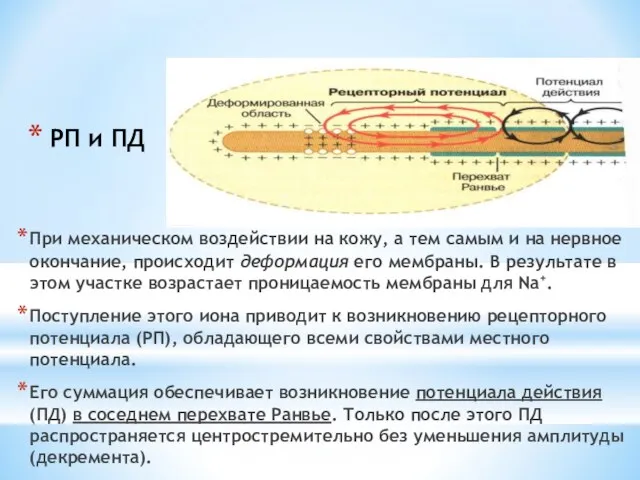 РП и ПД При механическом воздействии на кожу, а тем самым