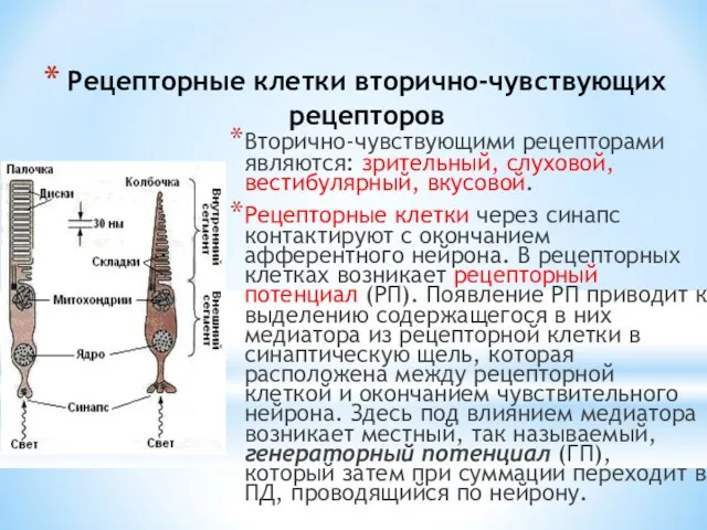 Рецепторные клетки вторично-чувствующих рецепторов Вторично-чувствующими рецепторами являются: зрительный, слуховой, вестибулярный, вкусовой.