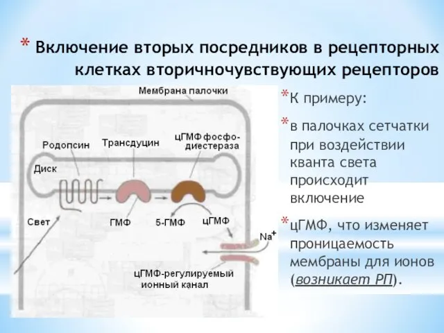 Включение вторых посредников в рецепторных клетках вторичночувствующих рецепторов К примеру: в