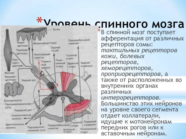 Уровень спинного мозга В спинной мозг поступает афферентация от различных рецепторов