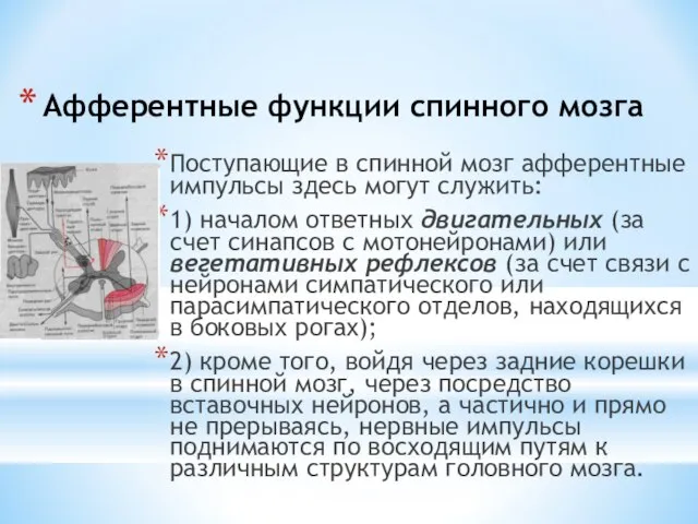 Афферентные функции спинного мозга Поступающие в спинной мозг афферентные импульсы здесь