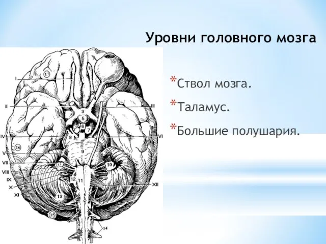 Уровни головного мозга Ствол мозга. Таламус. Большие полушария.